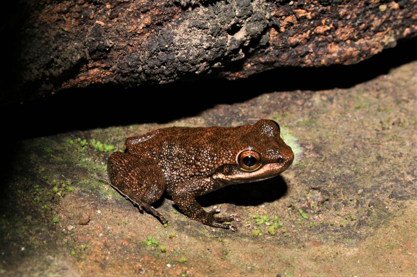 Image of Odontobatrachus smithi Barej, Schmitz, Penner, Doumbia, Sandberger-Loua, Hirschfeld, Brede, Emmrich & Kouamé et al. 2015