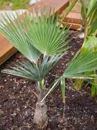 Trachycarpus princeps Gibbons, Spanner & San Y. Chen resmi