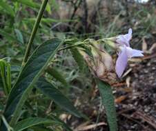 Plancia ëd Clitoria triflora S. Watson