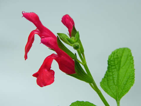 Salvia microphylla Kunth resmi