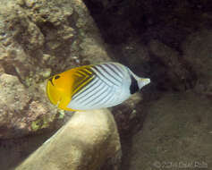 Image of Cross-stripe Butterfly