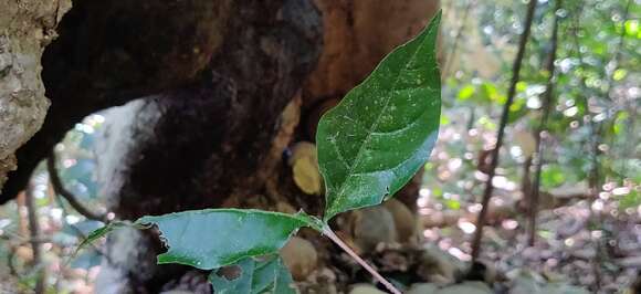 Image of bengal coffee