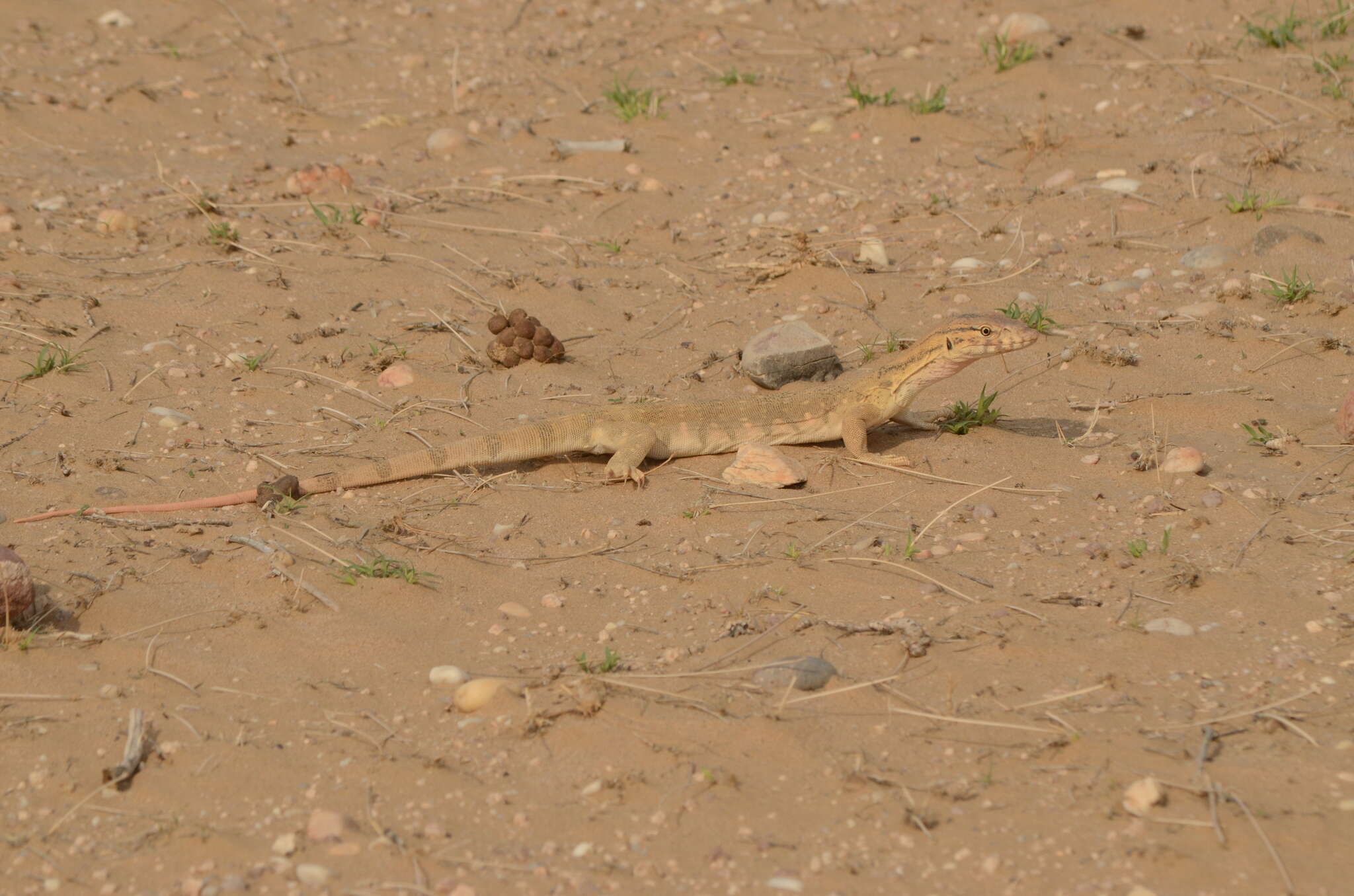 Varanus griseus koniecznyi Mertens 1954 resmi