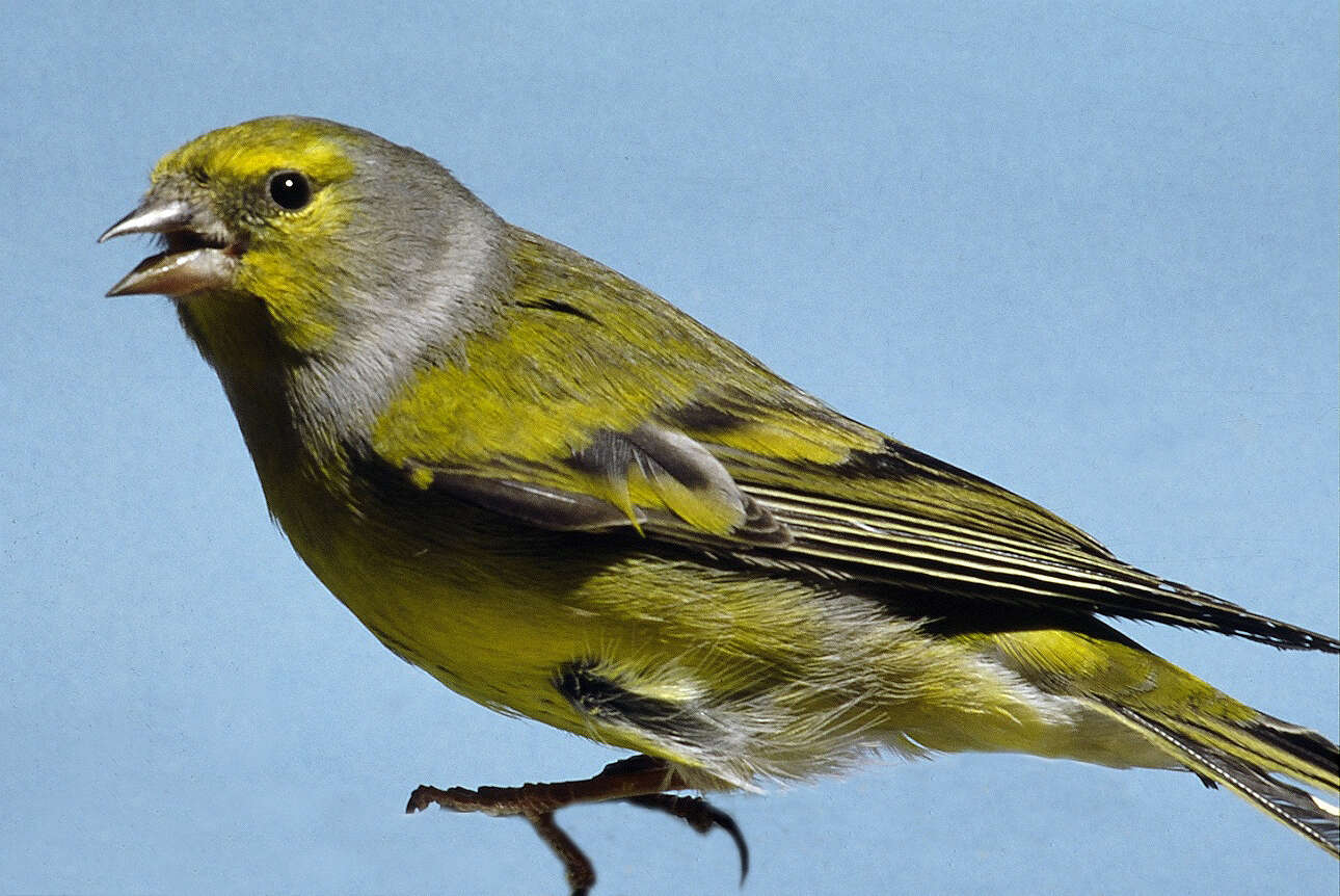 Image of Alpine Citril Finch