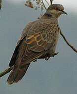 Image of Streptopelia Bonaparte 1855