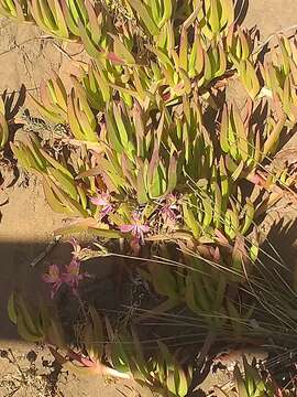 Image of Alstroemeria recumbens Herb.