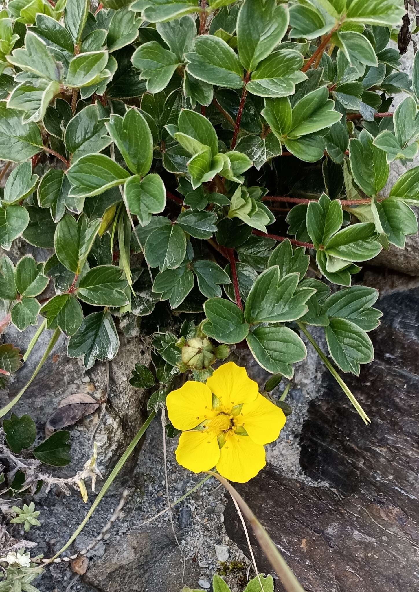 Image of Sibbaldia cuneifolia (Bertol.) Paule & Soják