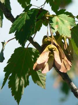 Image of Rocky Mountain maple