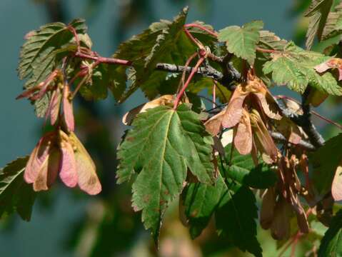 Image of Rocky Mountain maple