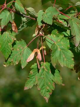 Image of Rocky Mountain maple