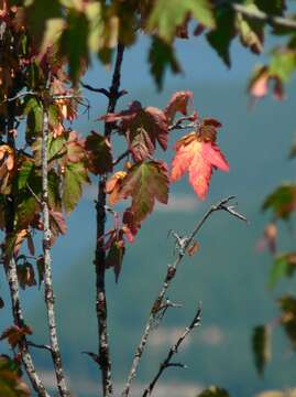 Image of Rocky Mountain maple