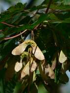 Image of Rocky Mountain maple