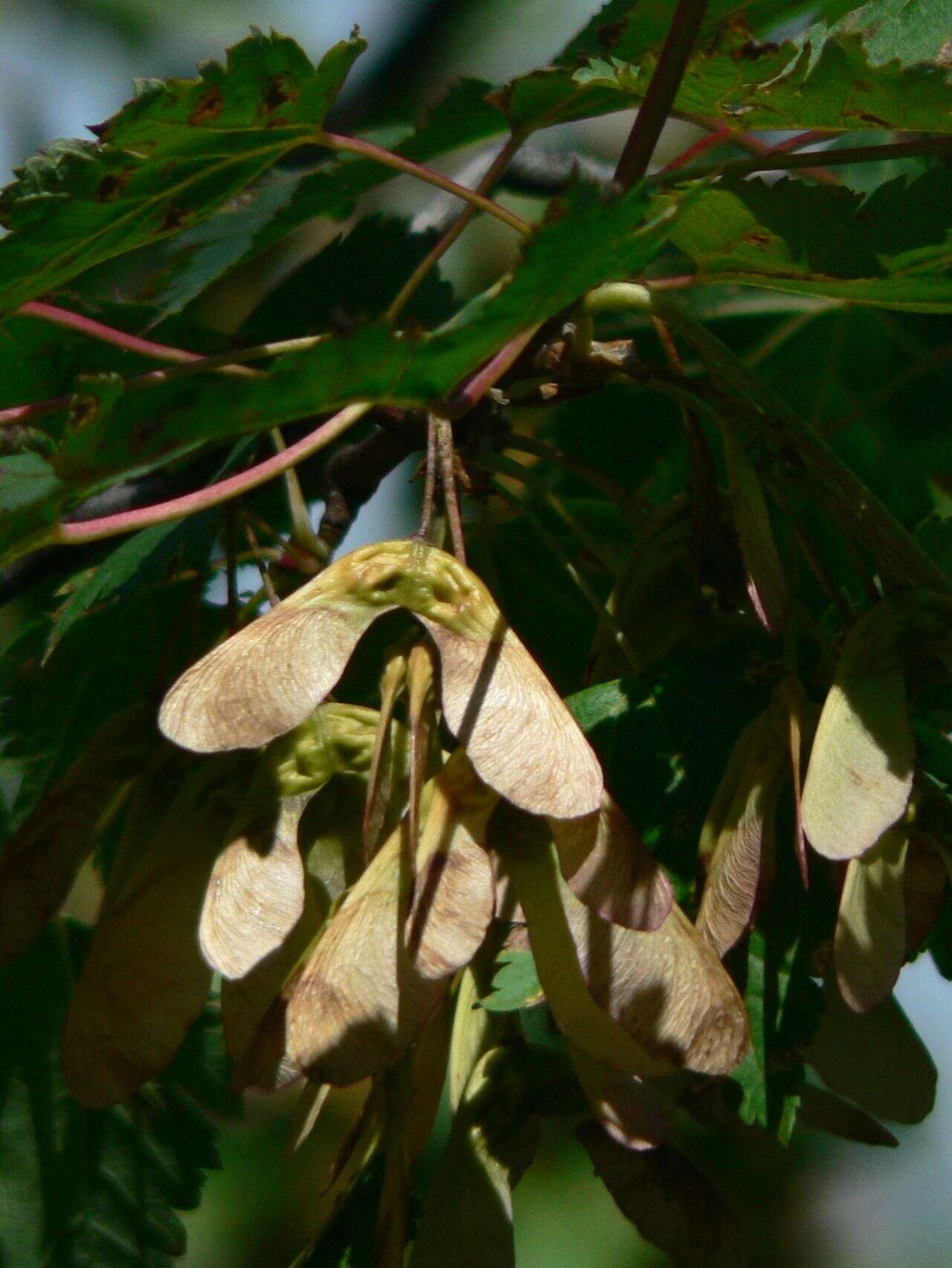 Image of Rocky Mountain maple