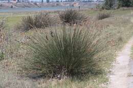 Juncus acutus subsp. leopoldi (Parl.) Snogerup resmi