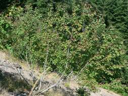 Image of Rocky Mountain maple