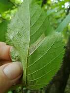 Phyllonorycter obscuricostella (Clemens 1859)的圖片