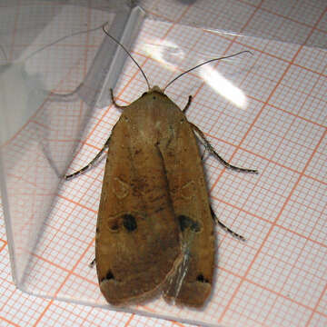 Image of Large Yellow Underwing