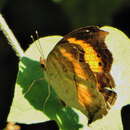 Plancia ëd Junonia terea elgiva Hewitson 1864