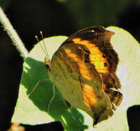 Plancia ëd Junonia terea elgiva Hewitson 1864