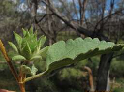 Hibiscus sturtii Hook.的圖片