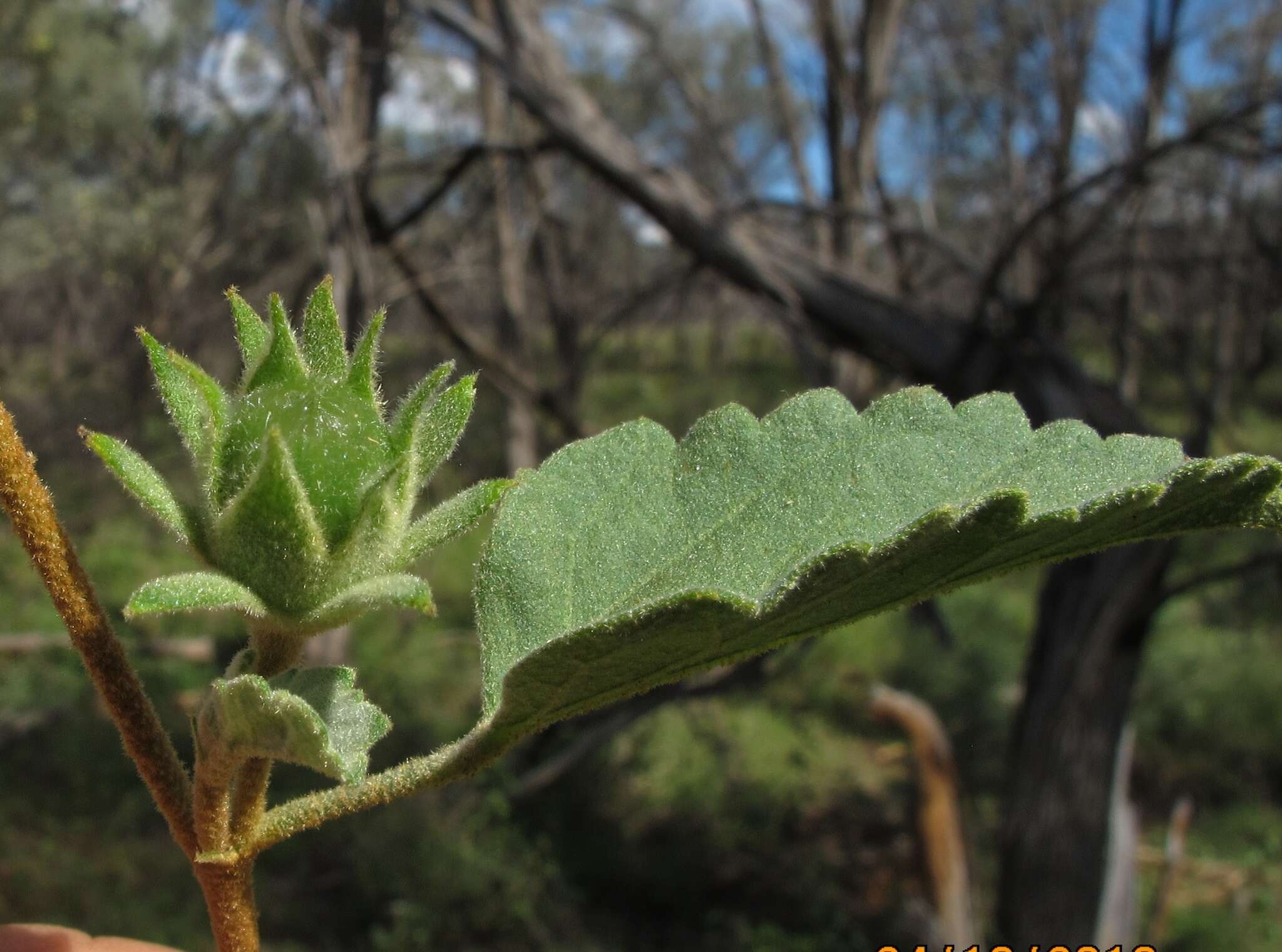 Image of Hill hibiscus