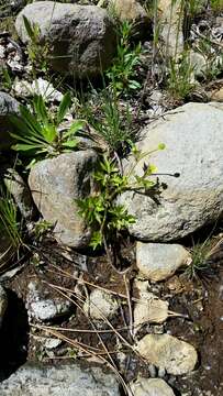 Image of Macoun's buttercup