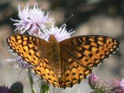 صورة Speyeria hydaspe Boisduval 1869