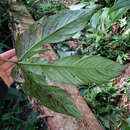 Imagem de Philodendron tripartitum (Jacq.) Schott