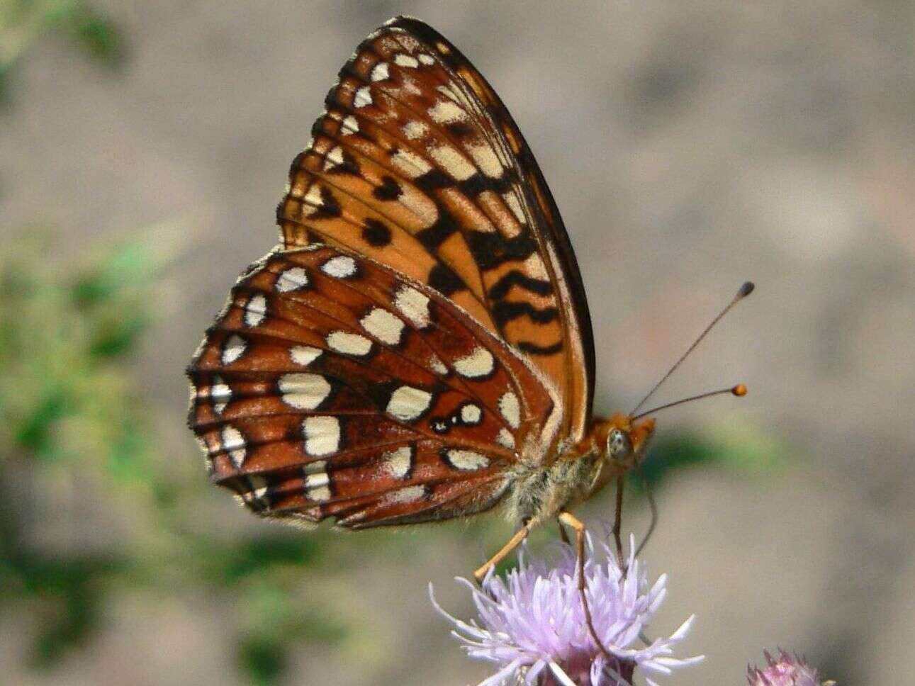 صورة Speyeria hydaspe Boisduval 1869