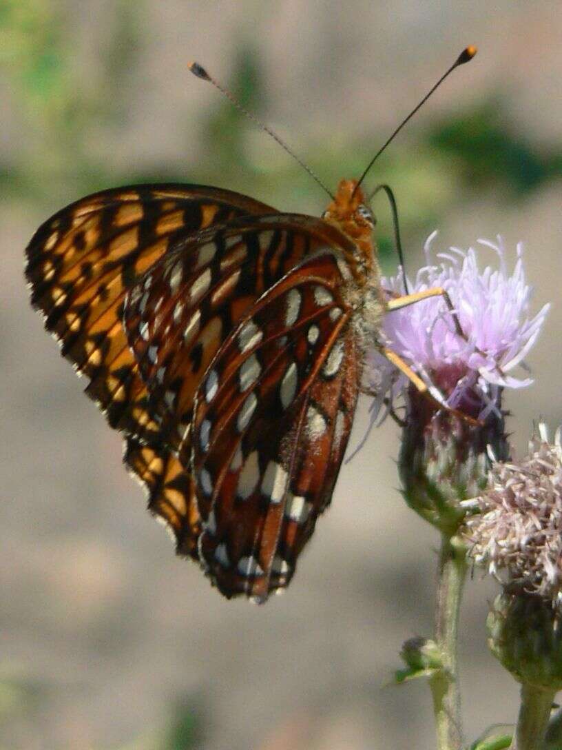 صورة Speyeria hydaspe Boisduval 1869