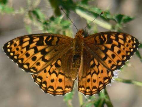 صورة Speyeria hydaspe Boisduval 1869