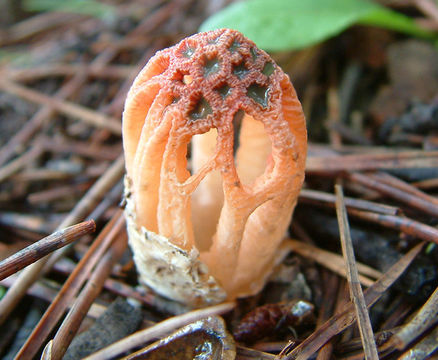 Image of Stinkhorn Fungus