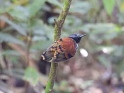 Image of Spotted Antbird