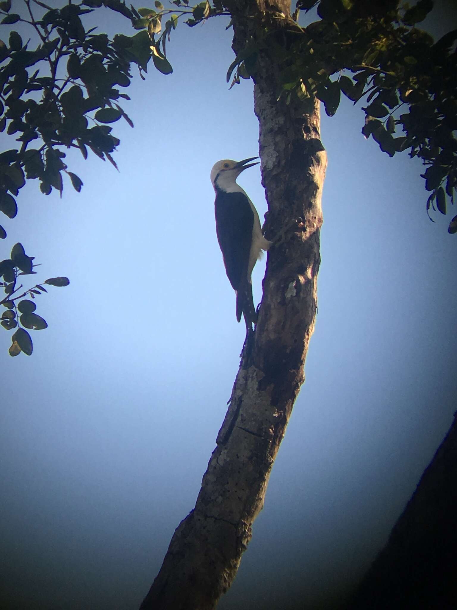 Image of White Woodpecker