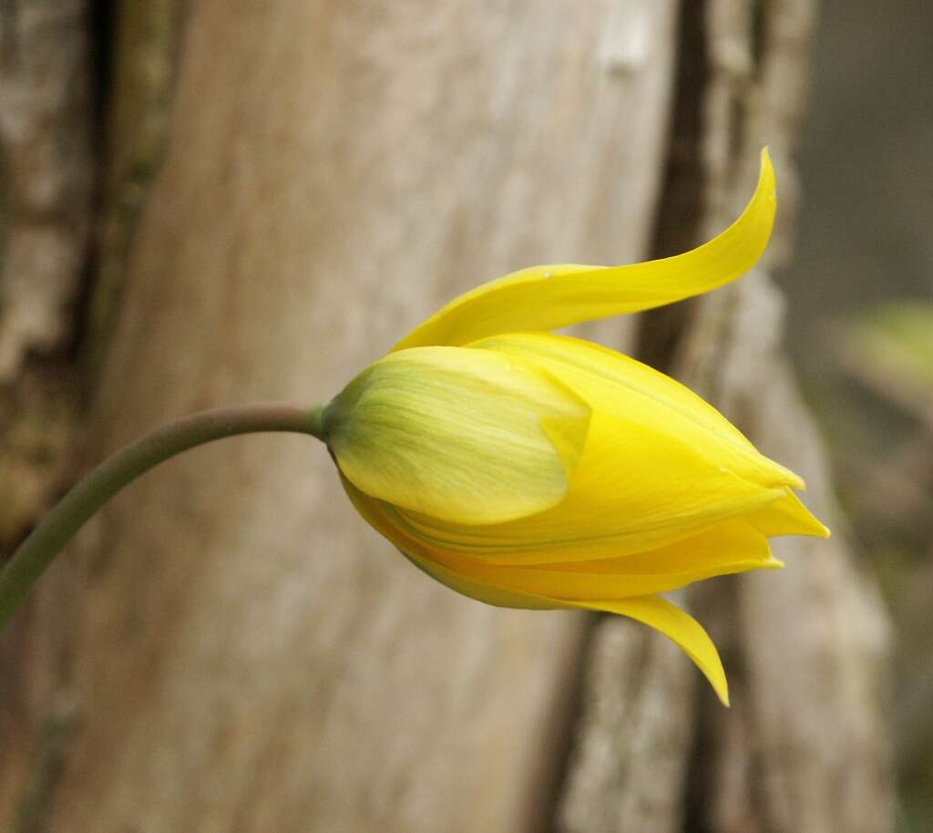 Image of Wild tulip