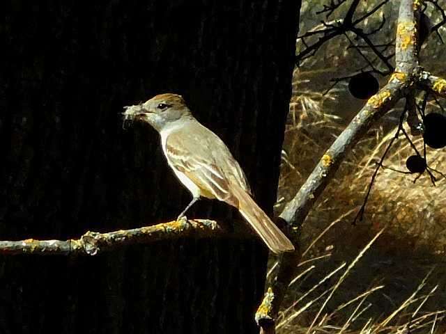 Image of Ash-throated Flycatcher