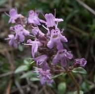 Слика од Thymus serpyllum L.