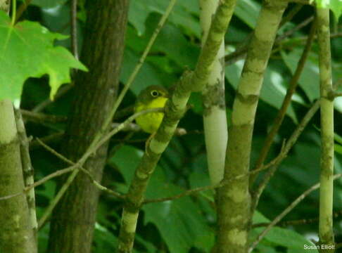 Image of Canada Warbler