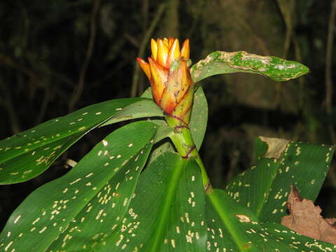 Image of Costus curvibracteatus Maas