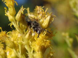 صورة Sphecodes davisii Robertson 1897