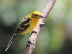 Image of Flame-colored Tanager