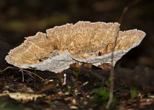 Imagem de Cymatoderma elegans Jungh. 1840