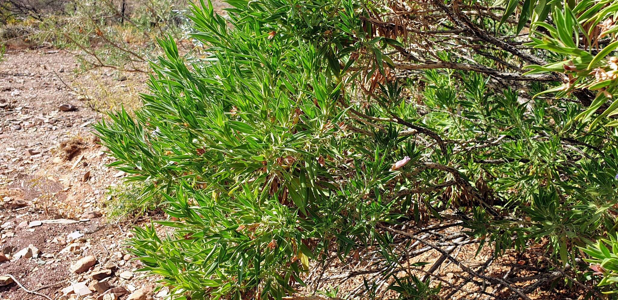 Image de Eremophila freelingii F. Muell.