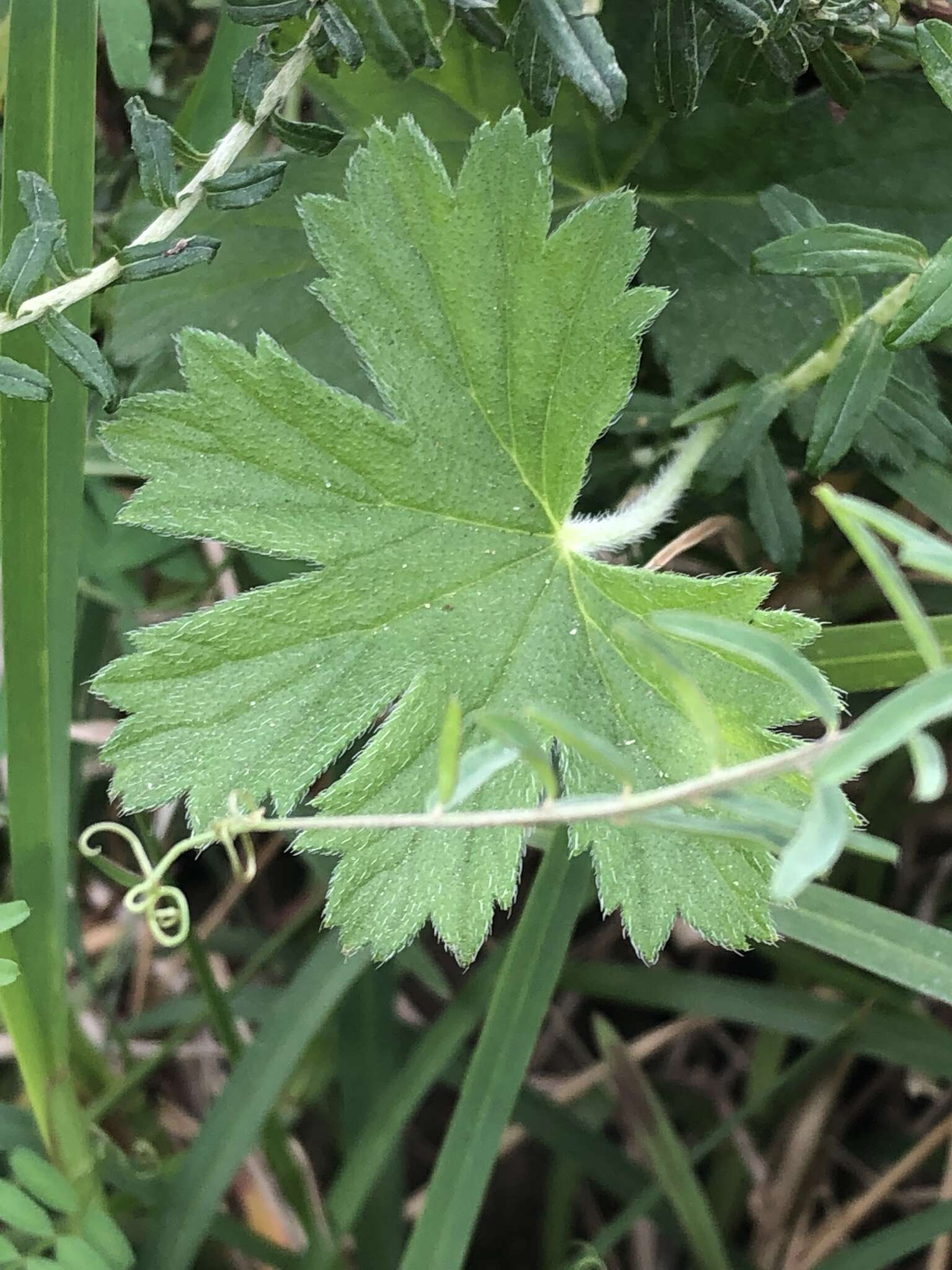 Image of Pelargonium alchemilloides (L.) L'Her. ex Soland.