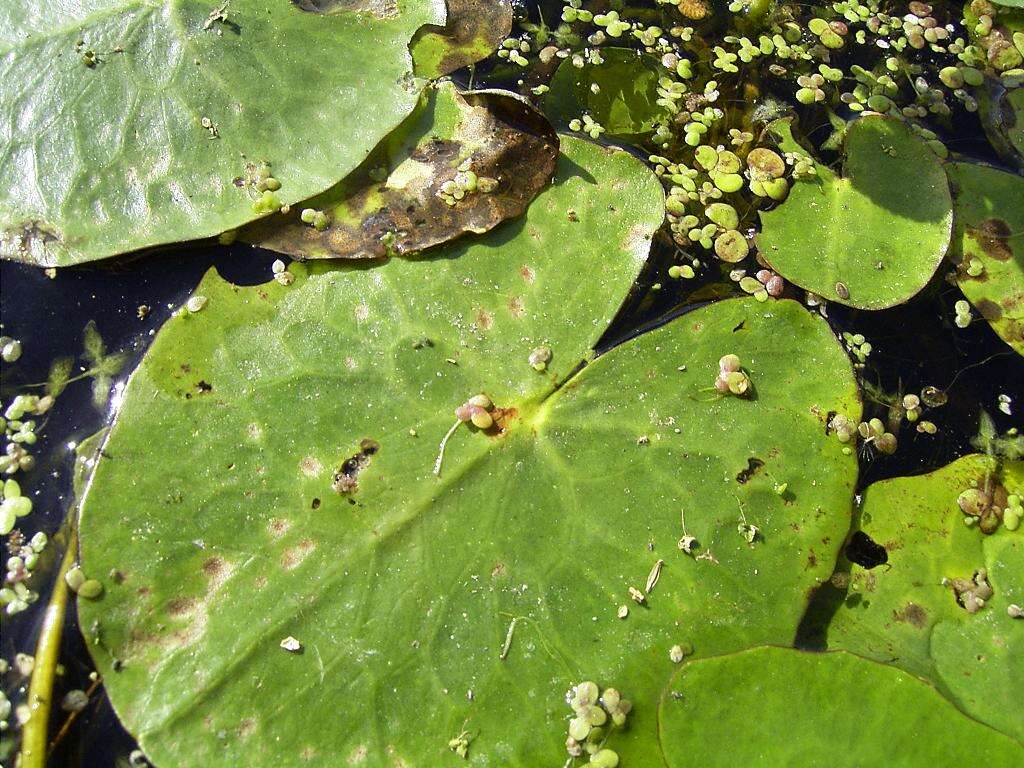 Image of yellow floatingheart