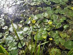 Image of yellow floatingheart