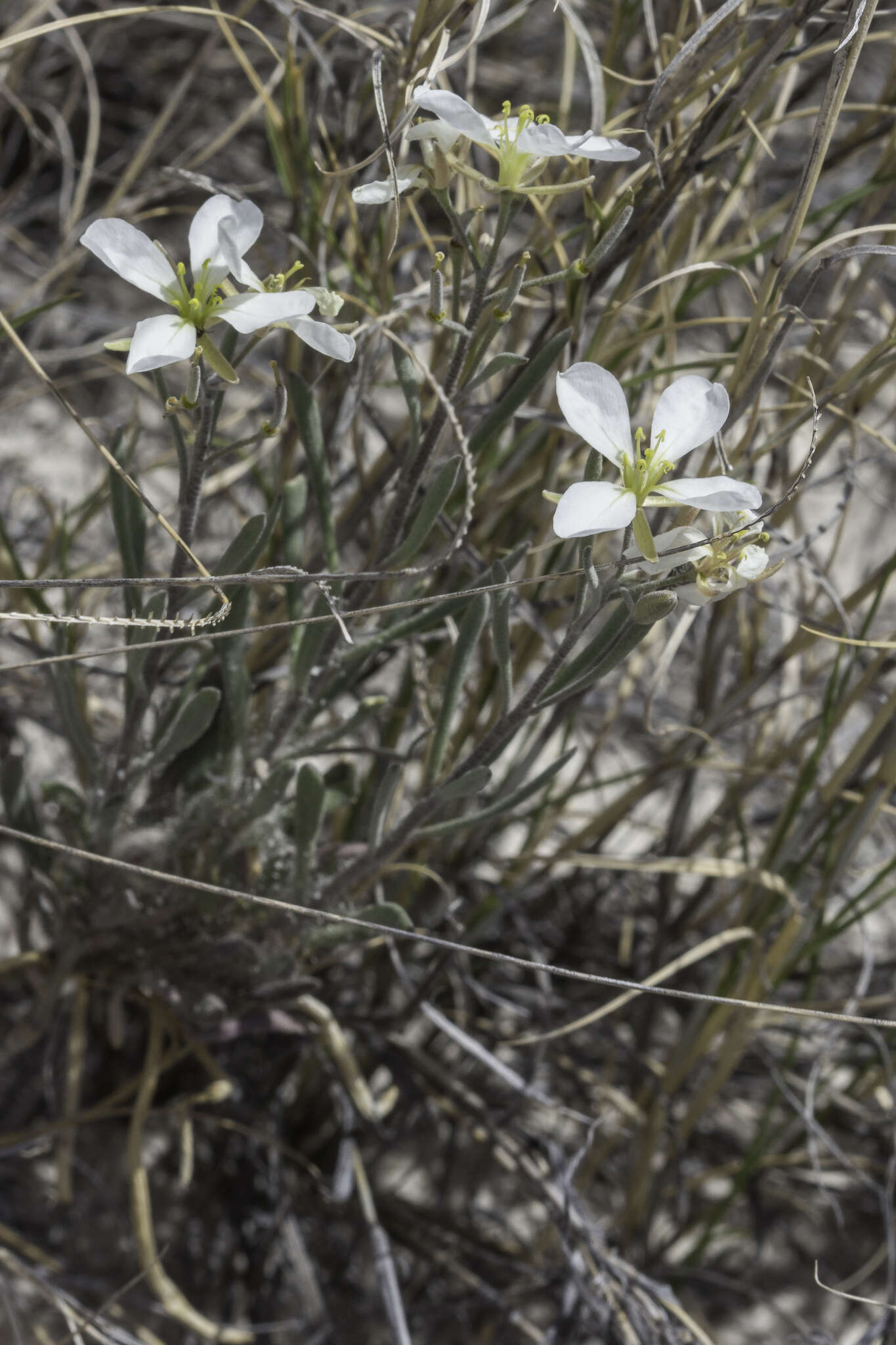 Image of White Sands fanmustard