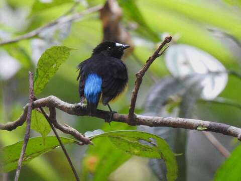 Image of White-fronted Manakin