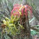 Image of Tillandsia turquinensis K. Willinger & Michálek