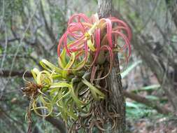 Image of Tillandsia turquinensis K. Willinger & Michálek